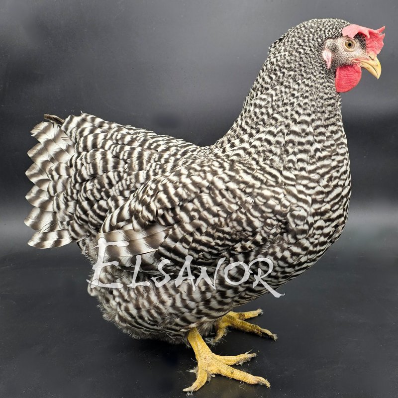 elsanor-elevage-selectionneur-poule-pondeuse-de-race-amrocks.jpg