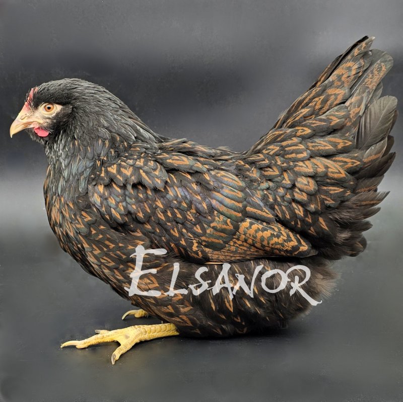 elsanor-elevage-selectionneur-poule-pondeuse-de-race-barnevelder.jpg