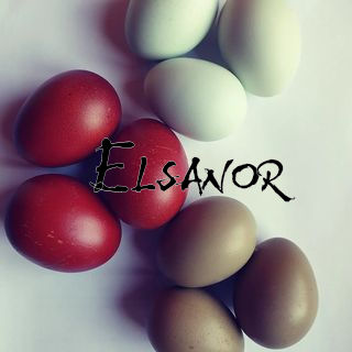 Purebred hen eggs — Elsanor