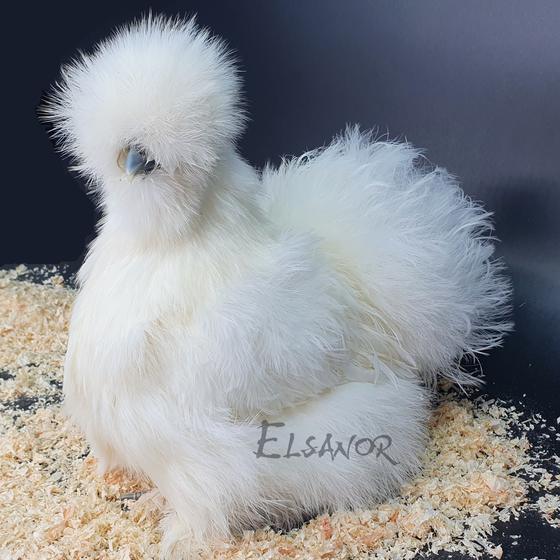 White silkie hen — Elsanor