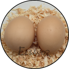 Œuf de poule Amrocks — Elsanor
