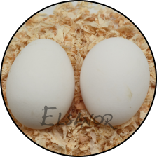 Œuf de poule Appenzelloise huppée — Elsanor