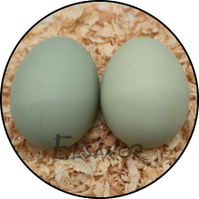 Œuf de poule Araucana — Elsanor
