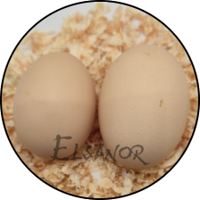 Œuf de poule Brahma — Elsanor