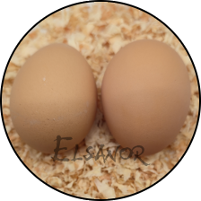 Œuf de poule Cochin — Elsanor