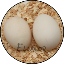 Œuf de poule Hollandaise huppée naine — Elsanor