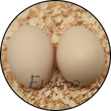 Œuf de poule Faverolles allemande naine — Elsanor