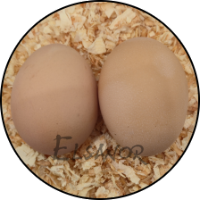 Œuf de poule Faverolles Allemande GR — Elsanor