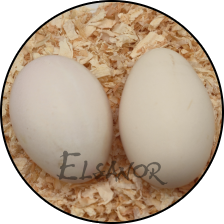 Œuf de poule Hambourg — Elsanor