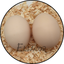 Œuf de poule Janzé — Elsanor