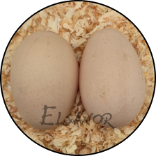 Œuf de poule Orpington — Elsanor