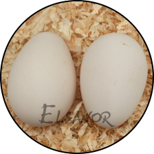 Œuf de poule Padoue naine — Elsanor