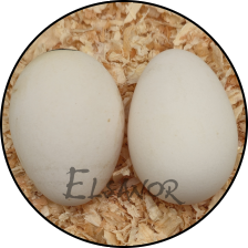 Œuf de poule Padoue GR — Elsanor