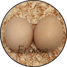 Œuf de poule Pékin — Elsanor