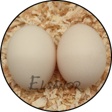 Œuf de poule Sebright — Elsanor