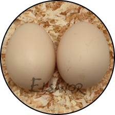 Œuf de poule Poule soie Tête blanche — Elsanor