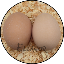 Œuf de poule Sussex — Elsanor