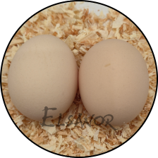 Œuf de poule Vorwerk — Elsanor