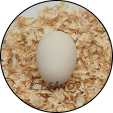 Œuf de poule Barbu de Watermael — Elsanor
