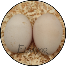 Œuf de poule Wyandotte GR — Elsanor