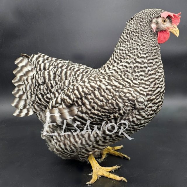 poule pondeuse de race Amrocks — Elsanor