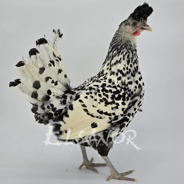 poule pondeuse de race Appenzelloise huppée — Elsanor