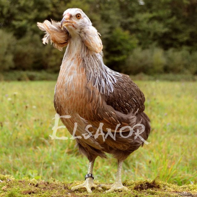 Araucana — salmão prateada — Elsanor