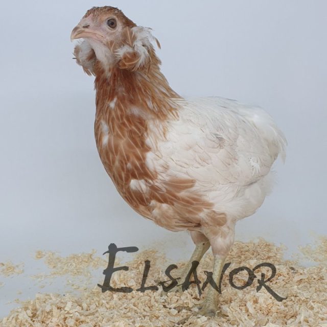 Araucana — salmão branca dourada — Elsanor