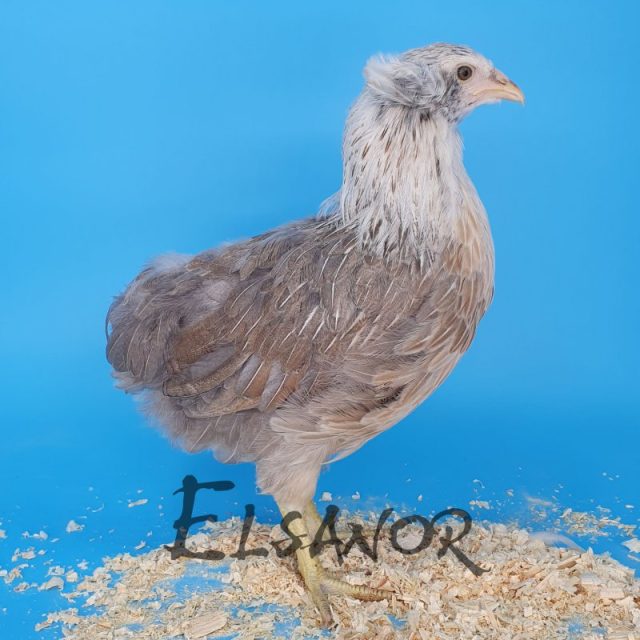 Araucana — salmão azul prateada — Elsanor