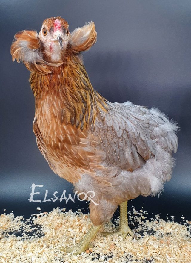 Araucana — salmão azul dourada — Elsanor