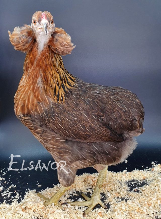 poule pondeuse de race Araucana — Elsanor