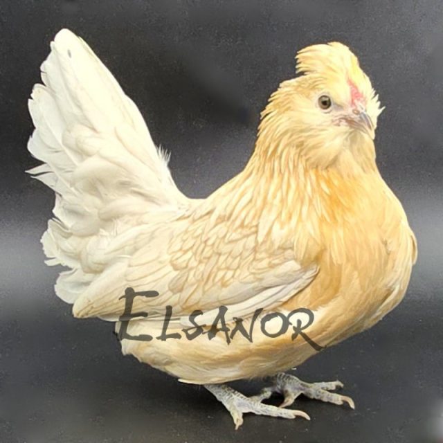 Barbuda de Watermael — codorniz branca — Elsanor
