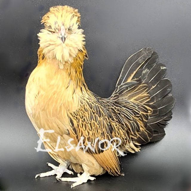 poule pondeuse de race Barbu de Watermael — Elsanor