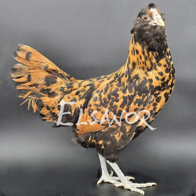 Owlbeard — gold black crescent spangled — Elsanor