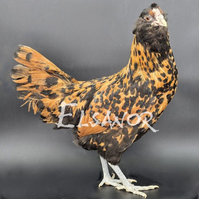 poule pondeuse de race Barbu Hollandais — Elsanor