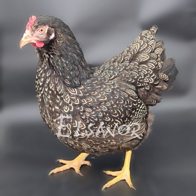 Barnevelder — prateada de dupla orla preta — Elsanor