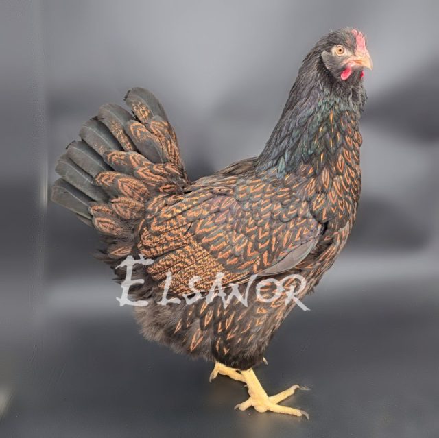 poule pondeuse de race Barnevelder — Elsanor