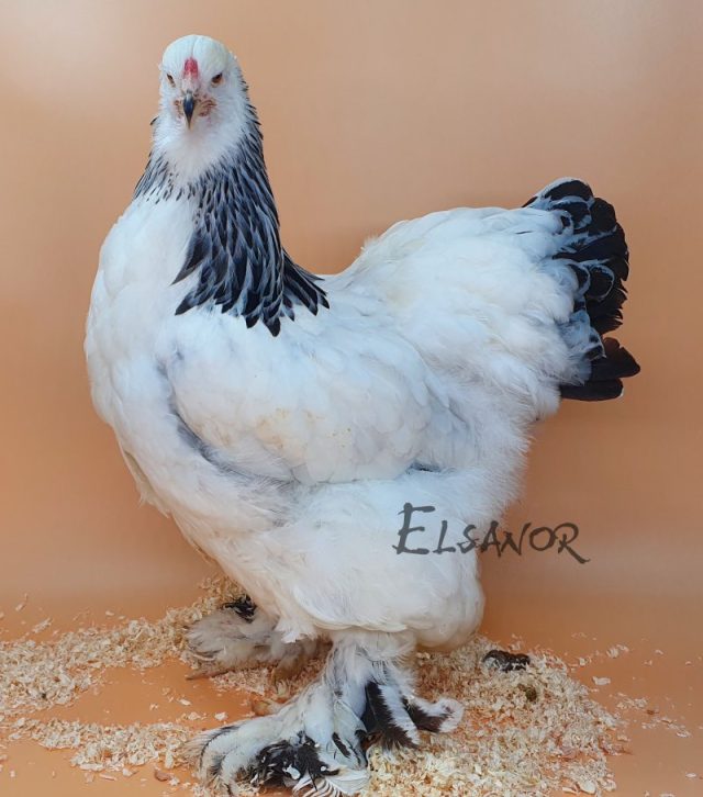 Brahma — blanco armiñado en negro — Elsanor