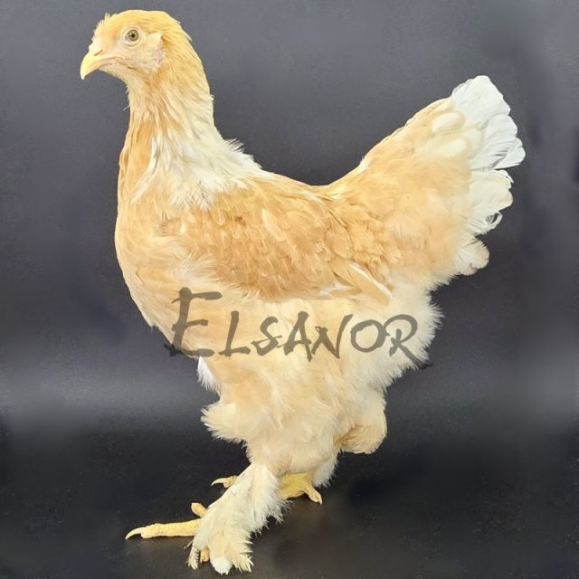 Brahma — leonado armiñado en blanco — Elsanor