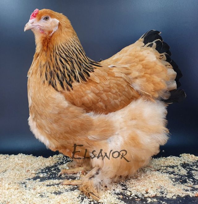 Brahma — leonado armiñado en negro — Elsanor