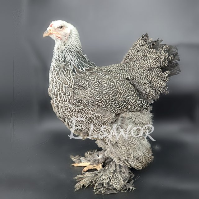 Brahma — perdiz plateado mallado — Elsanor