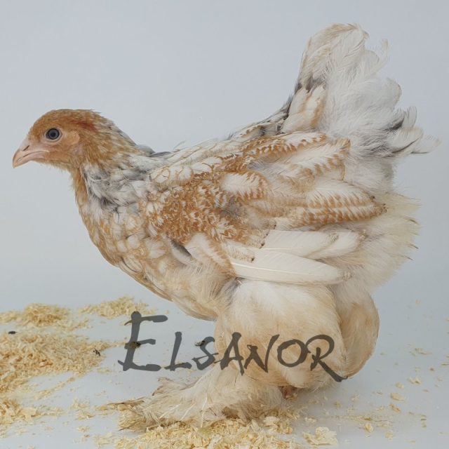 Brahma — perdiz blanco dorado mallado — Elsanor