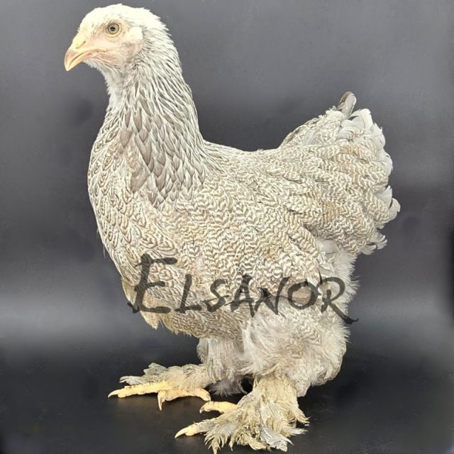 Brahma — perdiz azul plateado mallado — Elsanor