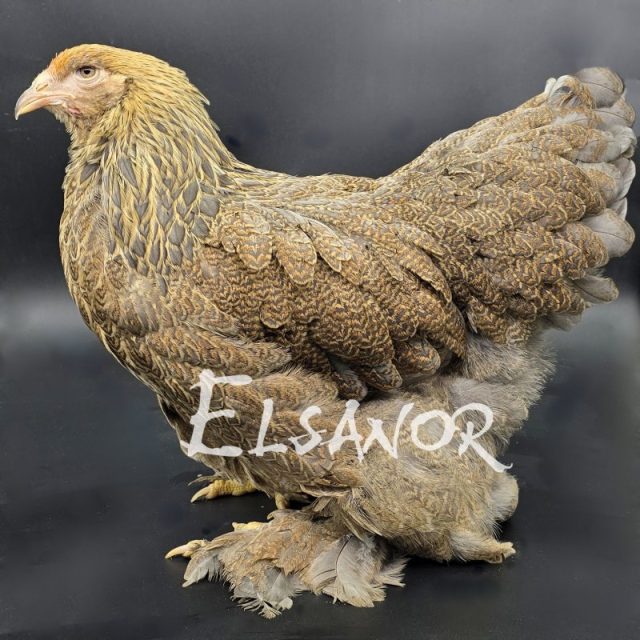 Brahma — perdiz azul dorado mallado — Elsanor