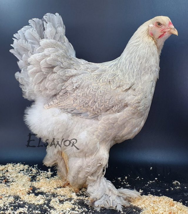 Brahma — perdiz gris perla dorado claro mallado — Elsanor