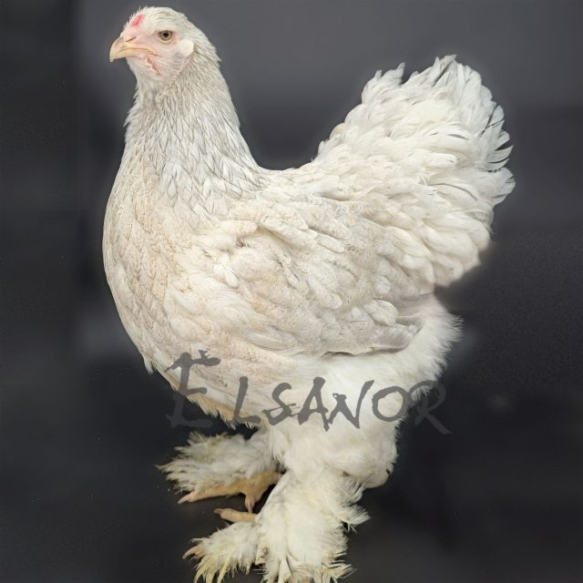 Brahma — white silver pencilled partridge — Elsanor