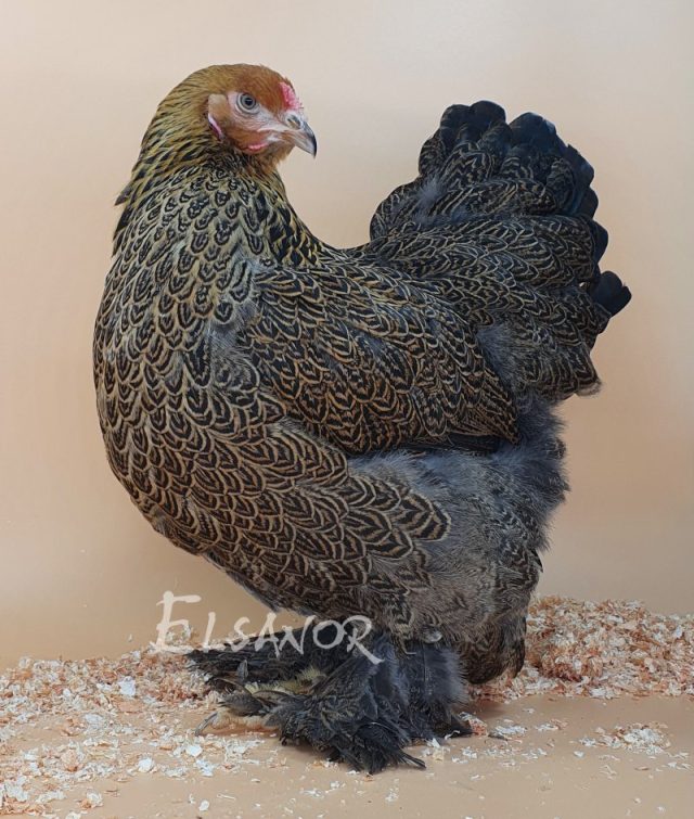 poule pondeuse de race Brahma — Elsanor