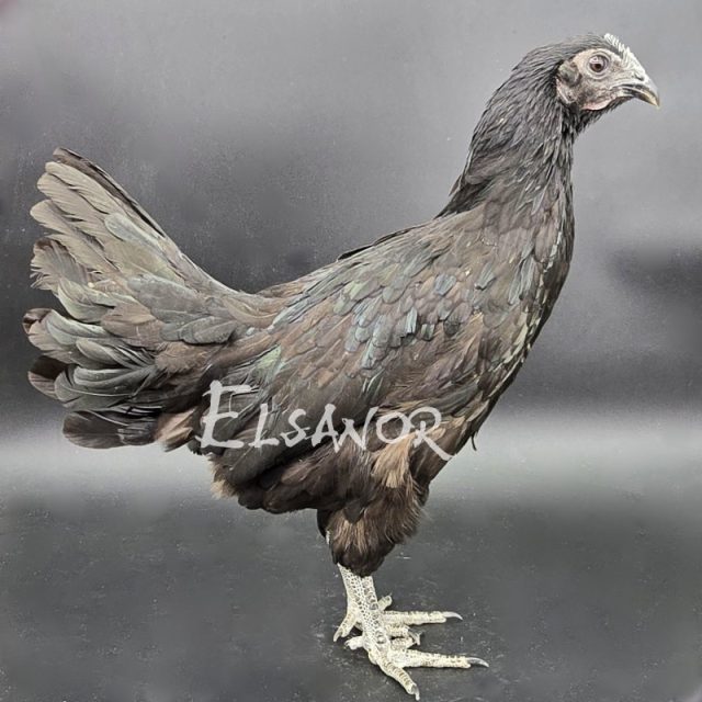 poule pondeuse de race Cemani — Elsanor