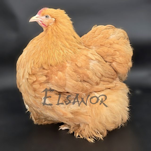 Cocincina — fulvo — Elsanor