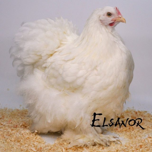 poule pondeuse de race Cochin — Elsanor